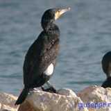 Cormorano